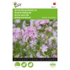 buzzy musk mallow