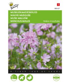 buzzy musk mallow