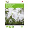 buzzy musk mallow alba