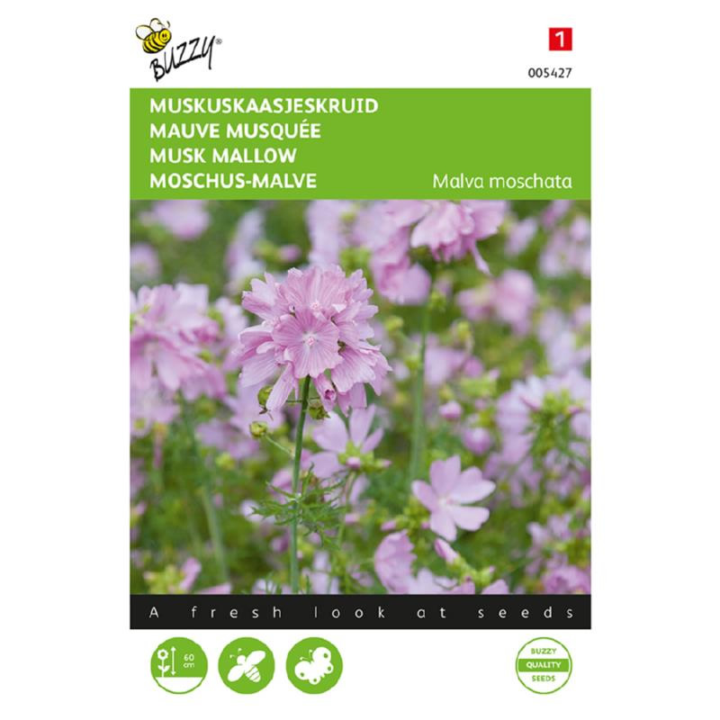 buzzy musk mallow