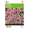 buzzy rock soapwort