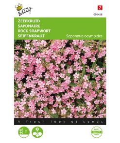 buzzy rock soapwort