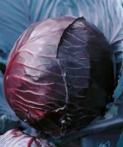 red cabbage koda