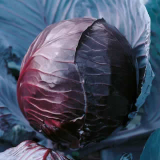 red cabbage koda
