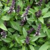 cinnamon basil seeds