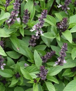 cinnamon basil seeds