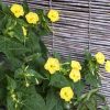 mirabilis four oclock yellow