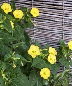 mirabilis four oclock yellow