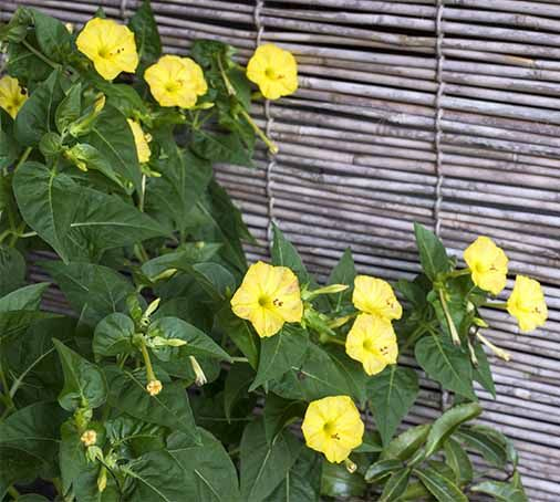 mirabilis four oclock yellow