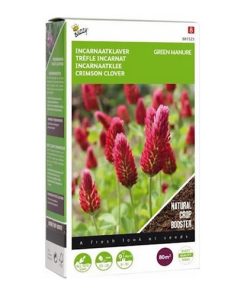 green manure crimson clover
