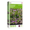 green manure persian clover