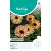 ht calendula touch of red buff seeds