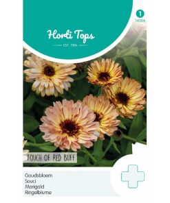 Alternative view of HT Calendula 'Touch of Red Buff' Seeds  0.75g