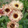 ht calendula touch of red buff seeds