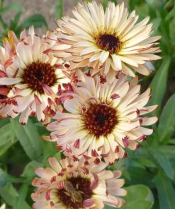 ht calendula touch of red buff seeds