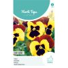 pansy red wing