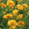 yellow geum
