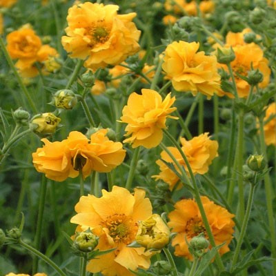 yellow geum