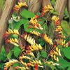 mina lobata