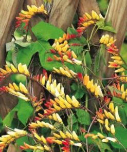 mina lobata