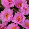 moss rose pink