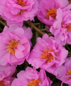 moss rose pink