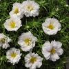 moss rose white