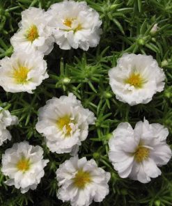 moss rose white