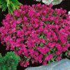 nodding catchfly