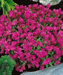 nodding catchfly