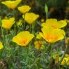californian poppy golden west