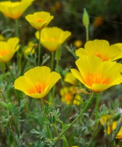 californian poppy golden west