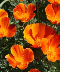 Californian Poppy Mikado Seeds 1g