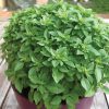 Greek Pot basil seeds