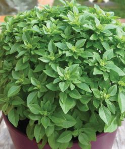 Greek Pot basil seeds