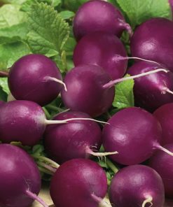 radish viola