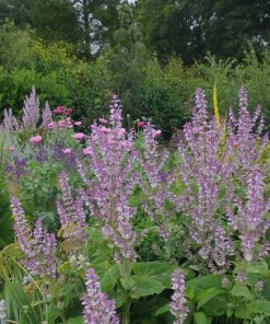 Clary Sage Salvia Sclarea seeds 0.5g