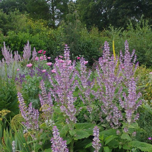 Clary Sage Salvia Sclarea seeds 0.5g