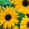sunflower sella