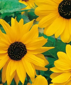 sunflower sella