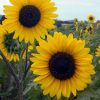tall sunflower Henry Wilde
