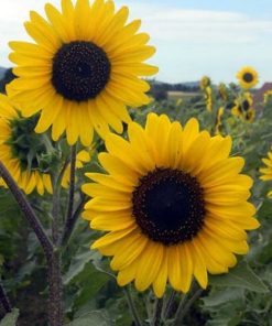 tall sunflower Henry Wilde