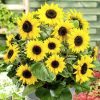 sunflower polino cola