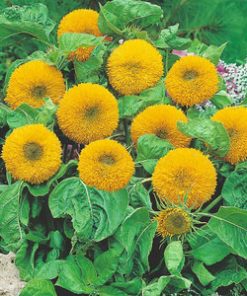 dwarf double flowered sunflowers