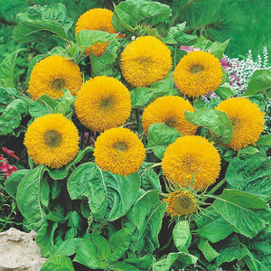 dwarf double flowered sunflowers