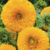 tall double sunflower seeds