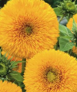 tall double sunflower seeds