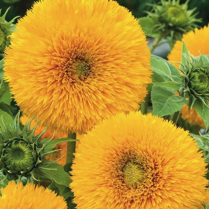 tall double sunflower seeds