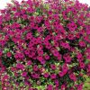 violet trailing petunia seeds