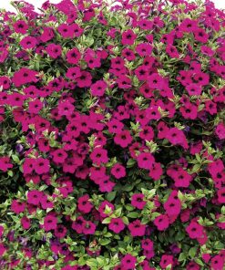 violet trailing petunia seeds